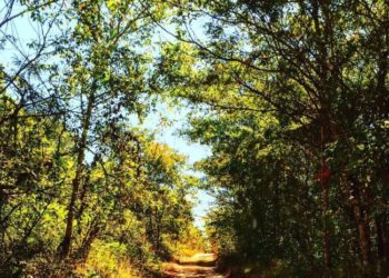 Uma imagem do campo, com todas as tonalidades possíveis de verde