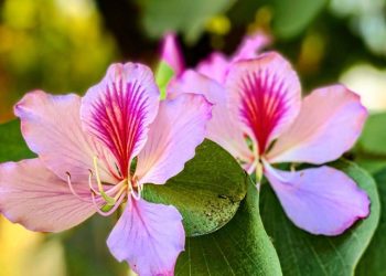 Graça e Perfeição