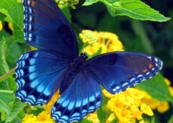 Procuremos uma borboleta