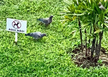 A conversa dos pombos