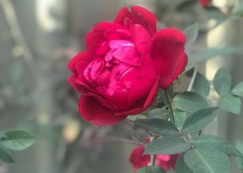 A Rosa