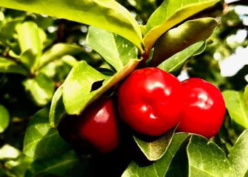 Ajuda o sistema imunológico