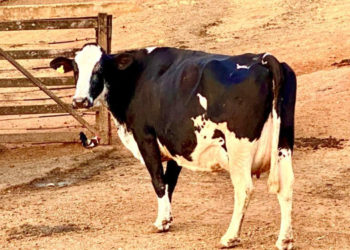 Convivência harmoniosa