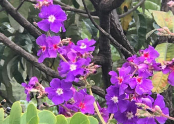 Arranjos da Natureza