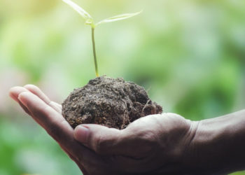 Eu me instalei em uma fazenda, sem TV ou internet: Fugi do mundo plantando árvores