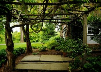 O asilo dos meus sonhos – Déa Januzzi