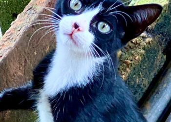 O Verde do Seu Olhar