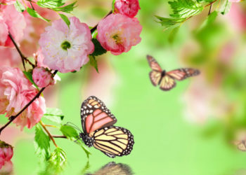 Cecília Meireles: Saudemos a primavera, dona da vida – e efêmera