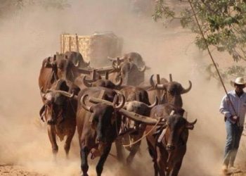 Festival do Carro de Boi