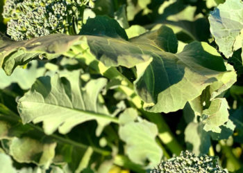 Alimento fundamental