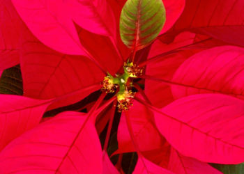 Flor de Natal