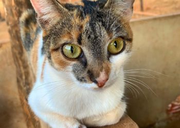 Símbolo da vida Intelectual