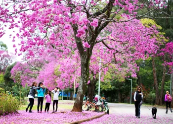 Sigamos o exemplo dos ipês, que florescem no inverno