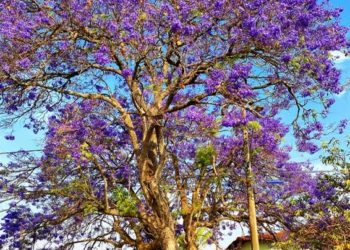 Jacarandá Mimoso