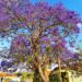 Jacarandá Mimoso