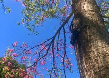 “Árvore Sagrada”