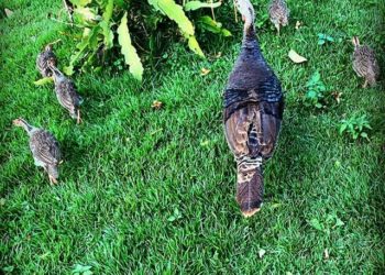 Passeio antes do Natal
