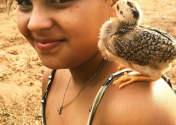 Um pintinho de estimação