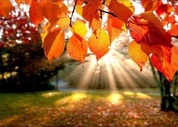 O outono nos leva para dentro de nós mesmos – Elisa Santana