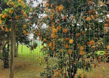 Se tudo é transitório, por que tanto apego?