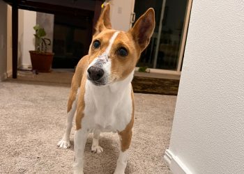 Sua função é amar. Em silêncio