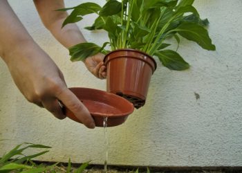 Elimine os focos do mosquito da dengue em sua casa