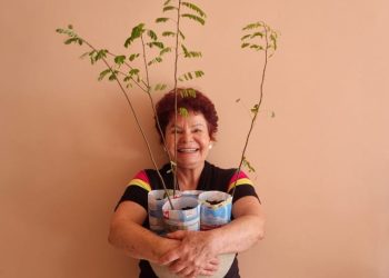 Minhas preciosas quatro mudas de jacarandá da Bahia