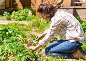 Cuidar de plantas ajuda a viver mais e melhor
